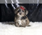 Small #1 YorkiePoo