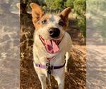 Small #3 Australian Cattle Dog