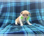 Small #3 Jack Russell Terrier