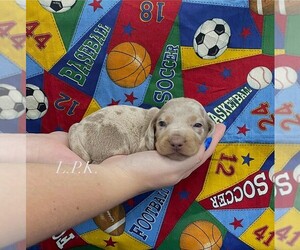 Dachshund Puppy for sale in WINNSBORO, LA, USA