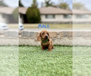 Dachshund Puppy for sale in BLOOMINGTON, CA, USA