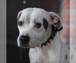 Small American Staffordshire Terrier Mix