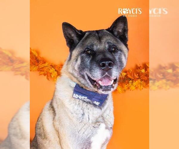 Medium Photo #3 Akita Puppy For Sale in West Valley, UT, USA