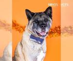 Small #2 Akita
