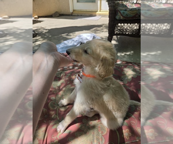 Medium Photo #1 Borzoi Puppy For Sale in YUCAIPA, CA, USA