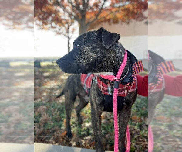 Medium Photo #7 American Pit Bull Terrier-Unknown Mix Puppy For Sale in Rowlett, TX, USA