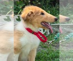 Small #1 Collie