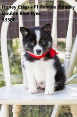 Pomsky Puppy for sale in BALL GROUND, GA, USA