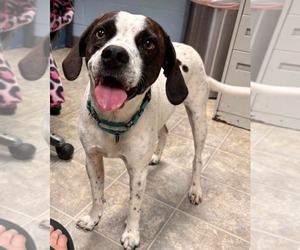 Boglen Terrier Dogs for adoption in Rustburg, VA, USA