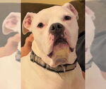 Small American Bulldog Mix