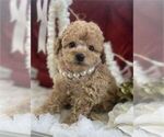 Small #12 Poodle (Toy)