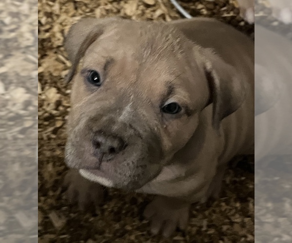 Medium Photo #8 American Bully Puppy For Sale in THOMSON, GA, USA