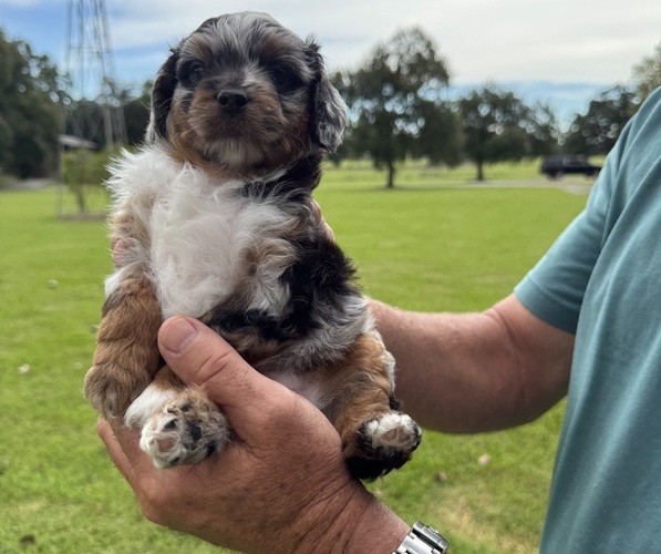 Medium Photo #2 Aussiedoodle Miniature  Puppy For Sale in JENNINGS, LA, USA