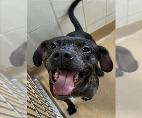 Medium Photo #1 American Pit Bull Terrier-Unknown Mix Puppy For Sale in Derwood, MD, USA