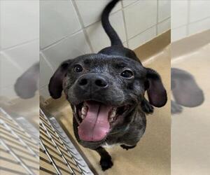 American Pit Bull Terrier-Unknown Mix Dogs for adoption in Derwood, MD, USA