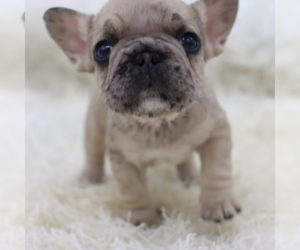 French Bulldog Puppy for sale in BOSTON, MA, USA