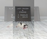 Small Photo #4 French Bulldog Puppy For Sale in BROOKSVILLE, FL, USA