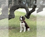Small Photo #1 English Springer Spaniel Puppy For Sale in BULVERDE, TX, USA