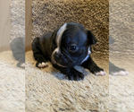Small Photo #5 Boston Terrier Puppy For Sale in FRANKLIN, NC, USA