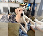 Small #7 Great Pyrenees Mix