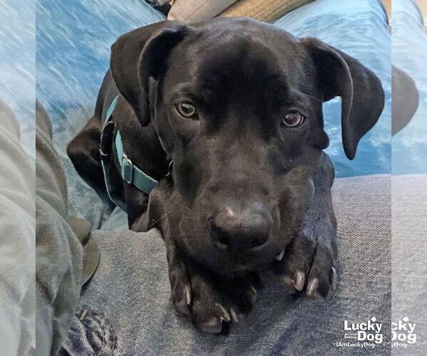 Medium Photo #2 Labrador Retriever-Unknown Mix Puppy For Sale in Washington, DC, USA