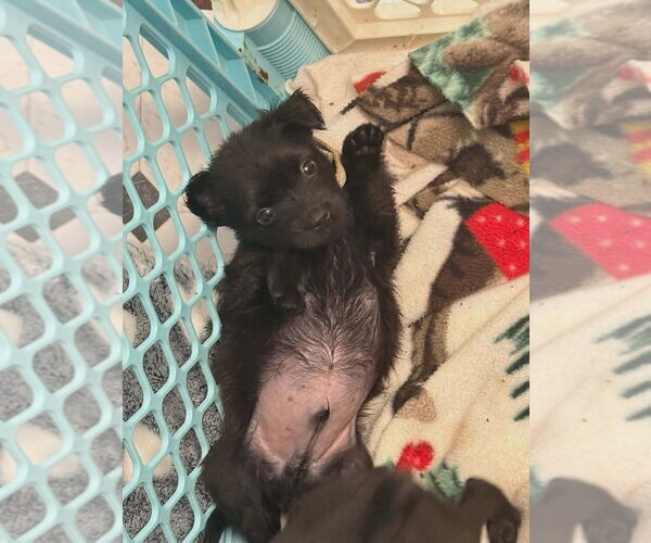 Medium Photo #2 Mutt Puppy For Sale in Aurora, IN, USA