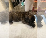 Small Photo #3 Cane Corso Puppy For Sale in SAN DIEGO, CA, USA
