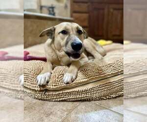Mutt Dogs for adoption in New York, NY, USA