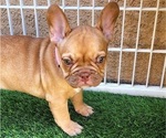 Small #18 French Bulldog