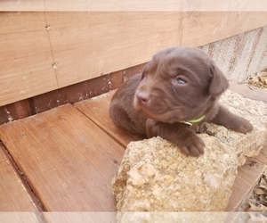 Labrador Retriever Puppy for sale in TISHOMINGO, OK, USA