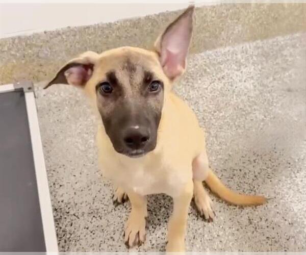 Medium Photo #2 German Shepherd Dog-Unknown Mix Puppy For Sale in Houston, TX, USA