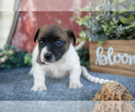 Small #2 Jack Russell Terrier