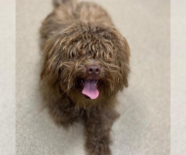 Medium Photo #1 Poodle (Miniature) Puppy For Sale in Aurora, CO, USA