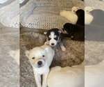 Small Photo #11 Siberian Husky Puppy For Sale in TUCSON, AZ, USA