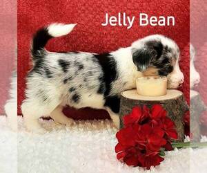Pembroke Welsh Corgi-Poodle (Miniature) Mix Puppy for sale in LANCASTER, PA, USA