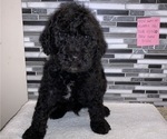 Small Photo #1 Goldendoodle Puppy For Sale in NEWTON, IL, USA