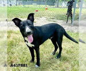 German Shepherd Dog-Unknown Mix Dogs for adoption in Conroe, TX, USA
