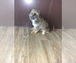 Small Photo #1 Shih Tzu Puppy For Sale in LAPEER, MI, USA
