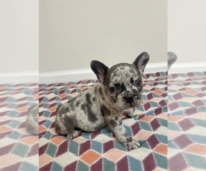 French Bulldog Puppy for sale in CHARLESTON, SC, USA