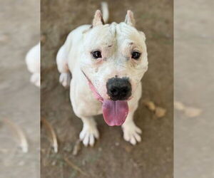 American Pit Bull Terrier-Unknown Mix Dogs for adoption in Riverside, CA, USA