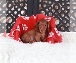 Image preview for Ad Listing. Nickname: Copper