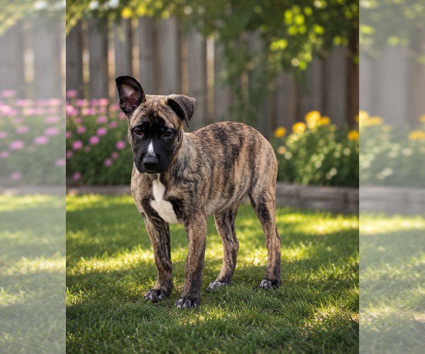 Medium Photo #4 German Shepherd Dog-Unknown Mix Puppy For Sale in Mooresville, NC, USA