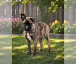 Small #3 German Shepherd Dog Mix