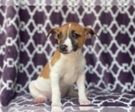 Small Photo #12 Jack-Rat Terrier Puppy For Sale in LAKELAND, FL, USA