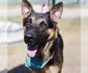 German Shepherd Dog-Unknown Mix Dogs for adoption in San Antonio, TX, USA