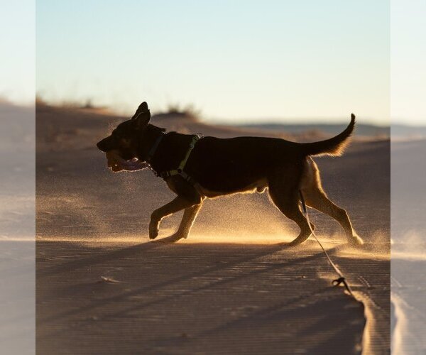 Medium Photo #14 German Shepherd Dog-Unknown Mix Puppy For Sale in Kanab, UT, USA