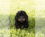 Small Photo #2 Cock-A-Poo-Goldendoodle Mix Puppy For Sale in TOPEKA, IN, USA