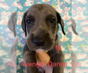 Great Dane Puppy for sale in MANSFIELD, OH, USA