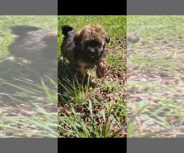 Medium Photo #2 Poodle (Toy) Puppy For Sale in MORRISON, CO, USA