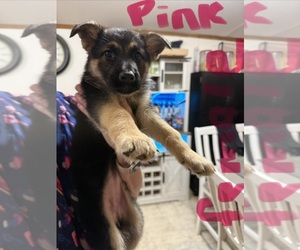 Medium German Shepherd Dog